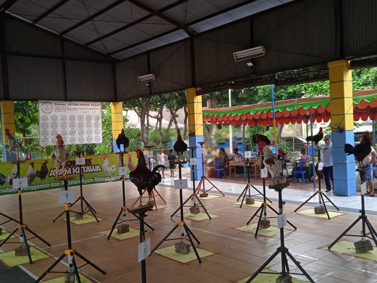 Ratusan ayam ketawa bertanding di sebuah kompetisi di Tangerang